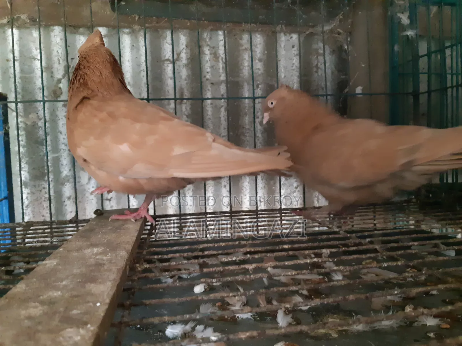 গিয়াছুলি বাঞ্জ পোস্টারিং কবুতর