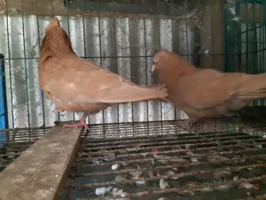 গিয়াছুলি বাঞ্জ পোস্টারিং কবুতর