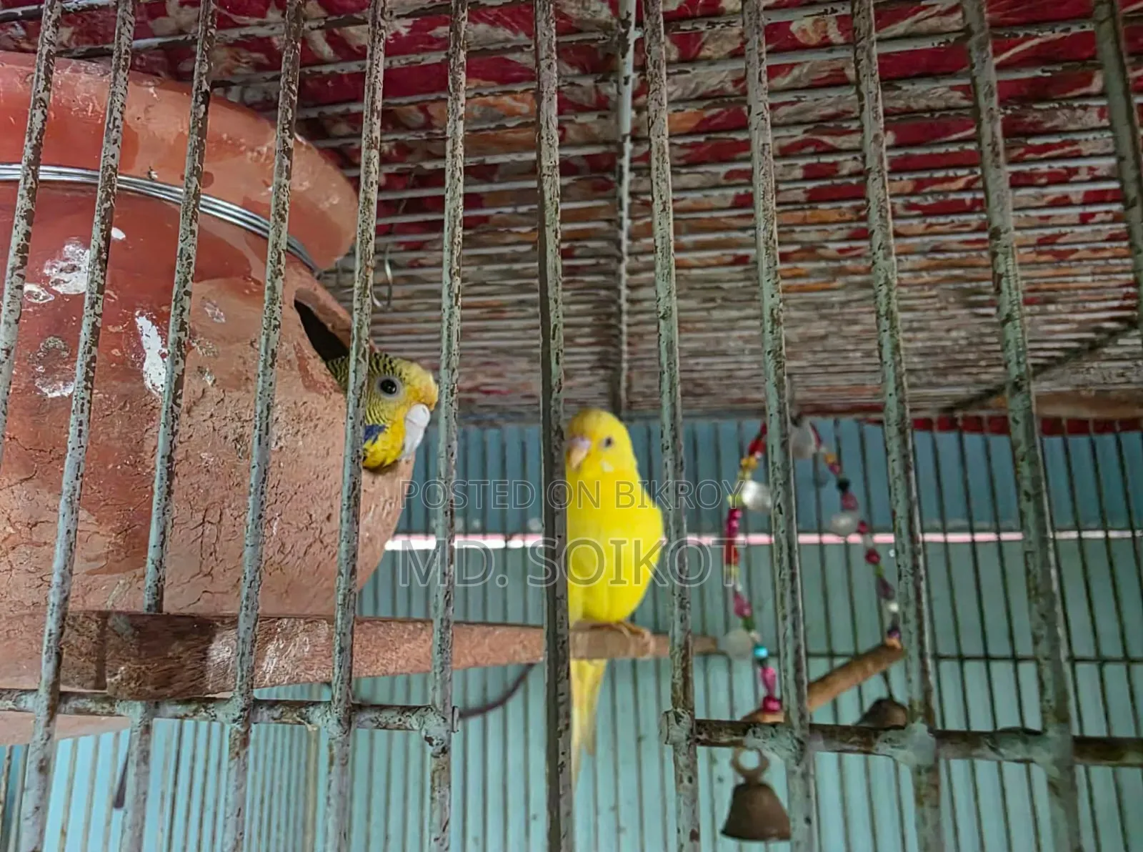 Budgerigar Bird Adult Pair