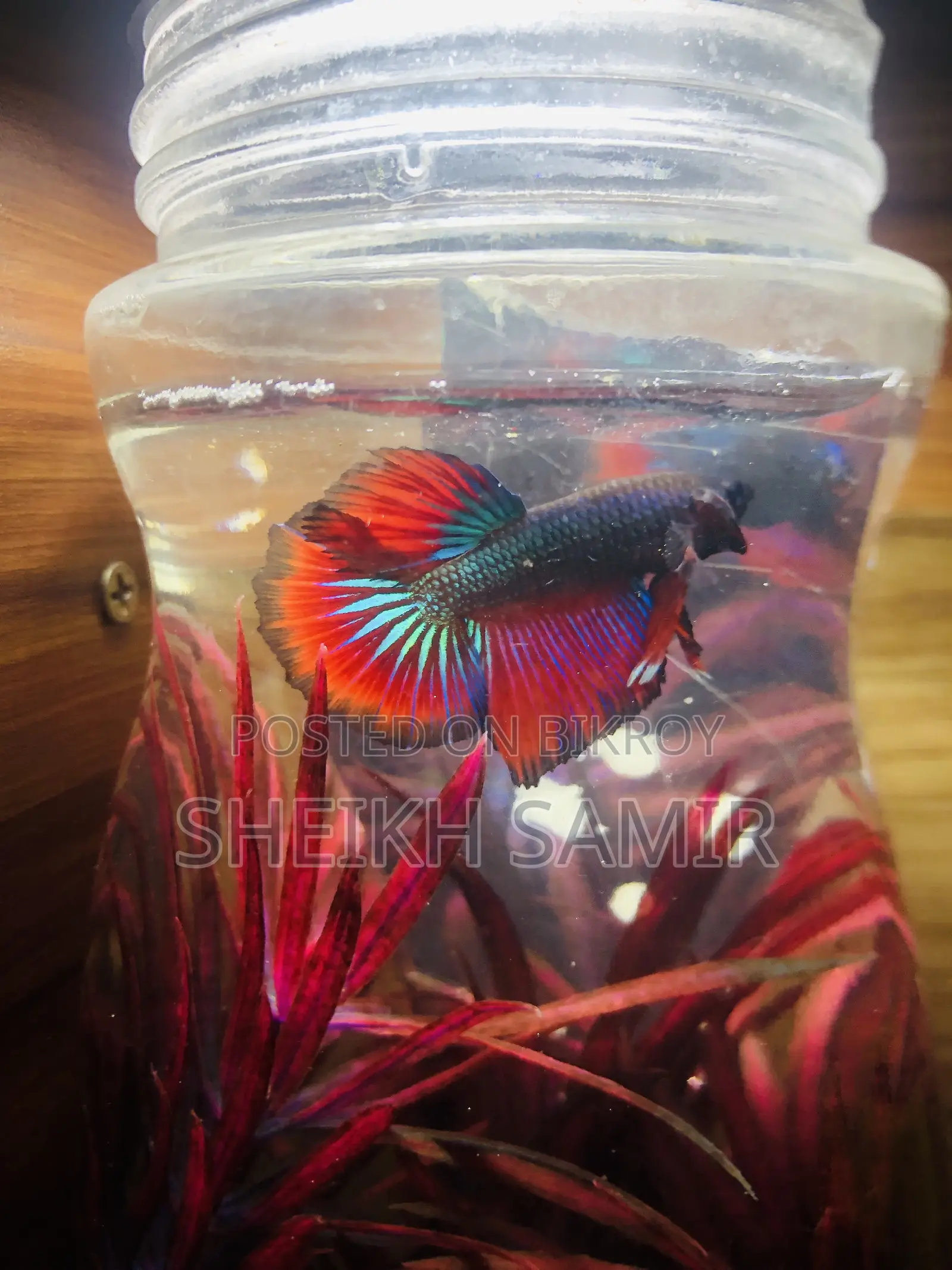 Betta Fish Half Moon Male