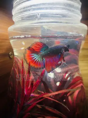 Betta Fish Half Moon Male
