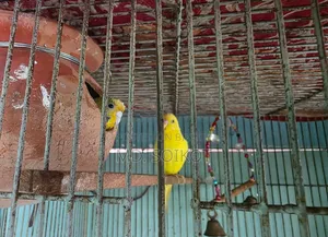 Budgerigar Bird Adult Pair