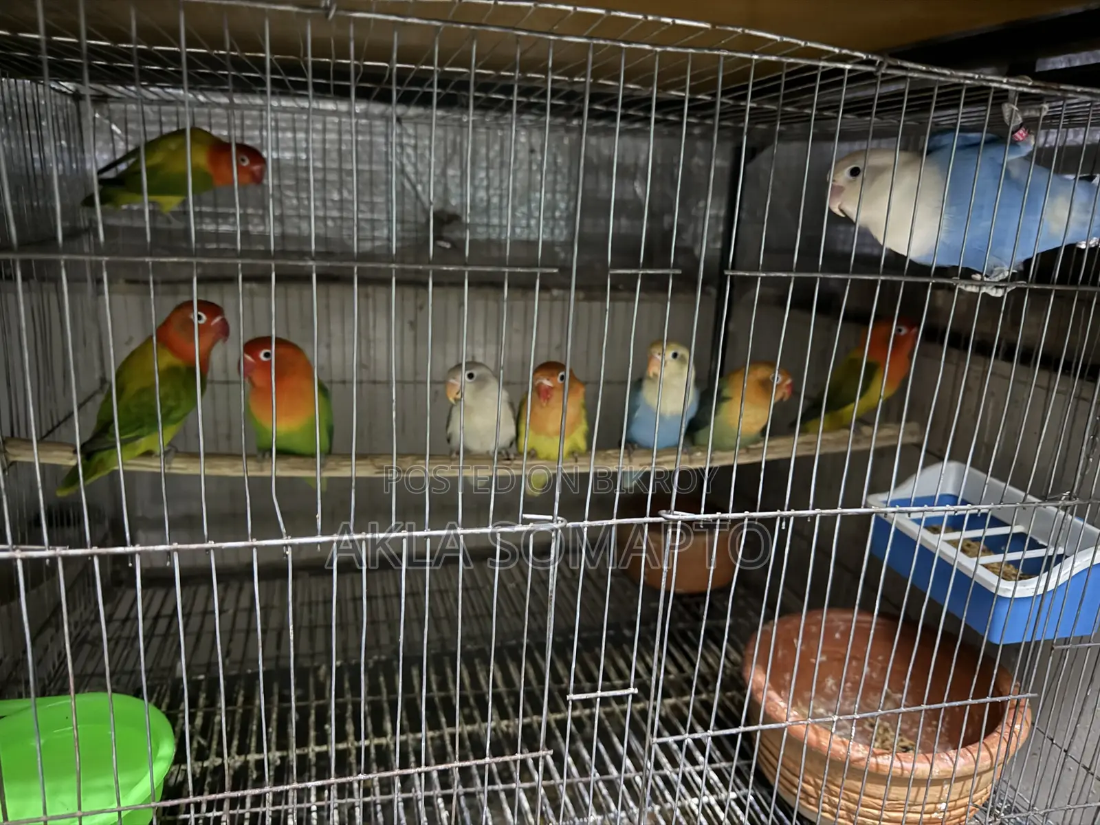 5 PCS Love Bird Sell