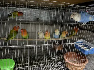 5 PCS Love Bird Sell