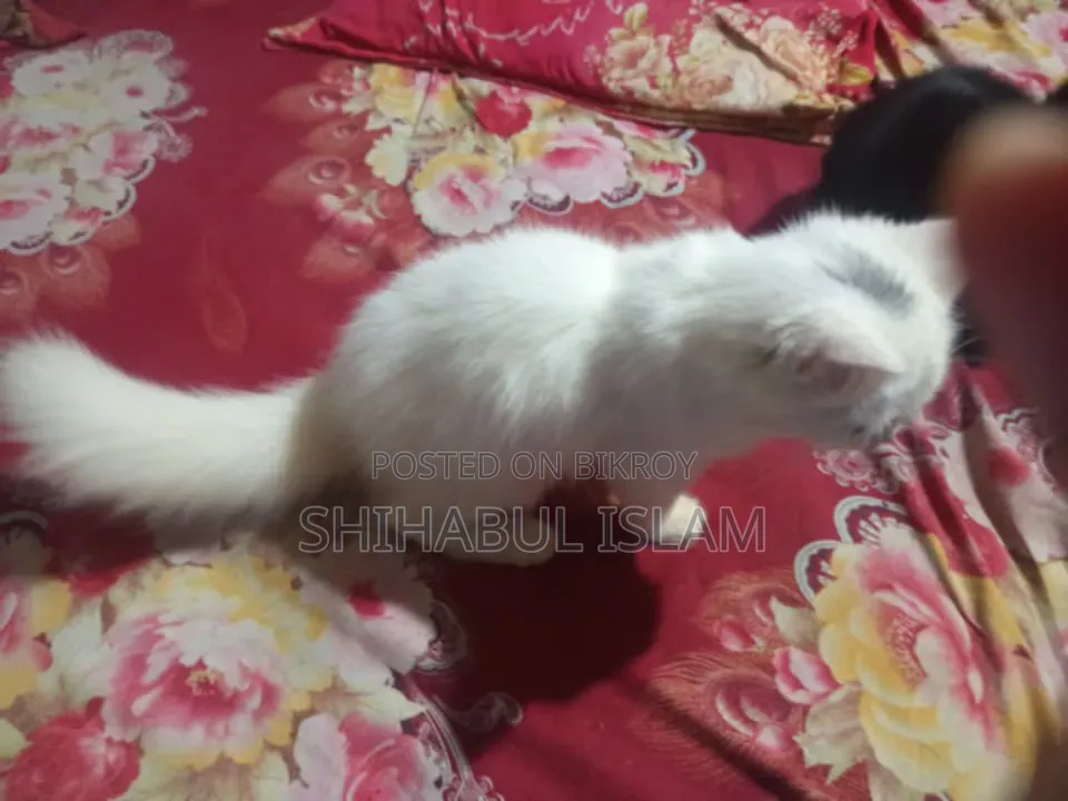 3-6 Months Male Purebred Persian