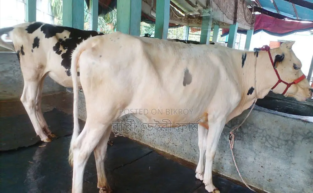 ১৬১৪নং উন্নত জাতের ২টি বকনা বিক্রয় হবে ।