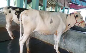 ১৬১৪নং উন্নত জাতের ২টি বকনা বিক্রয় হবে ।