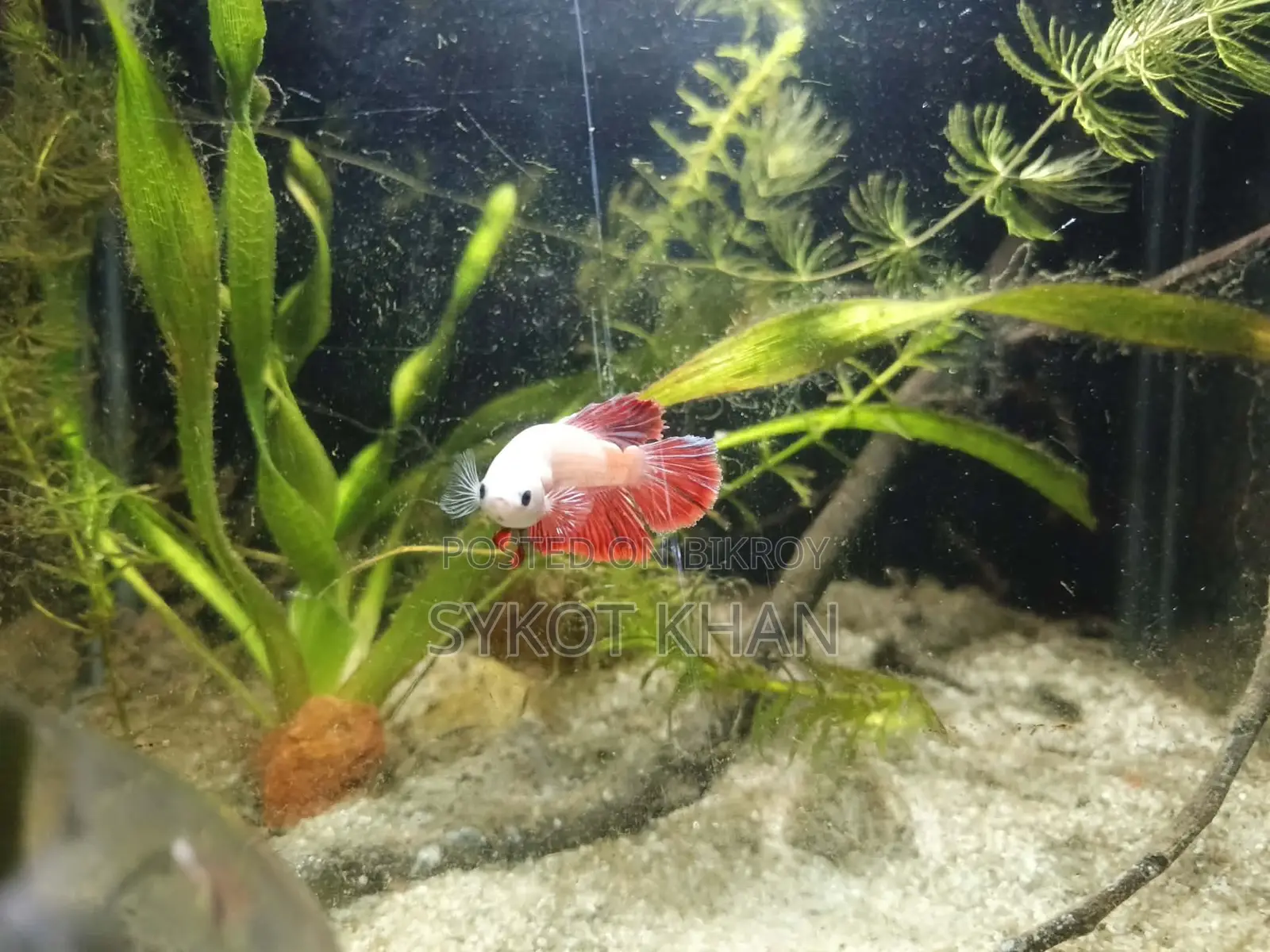 Betta Fish