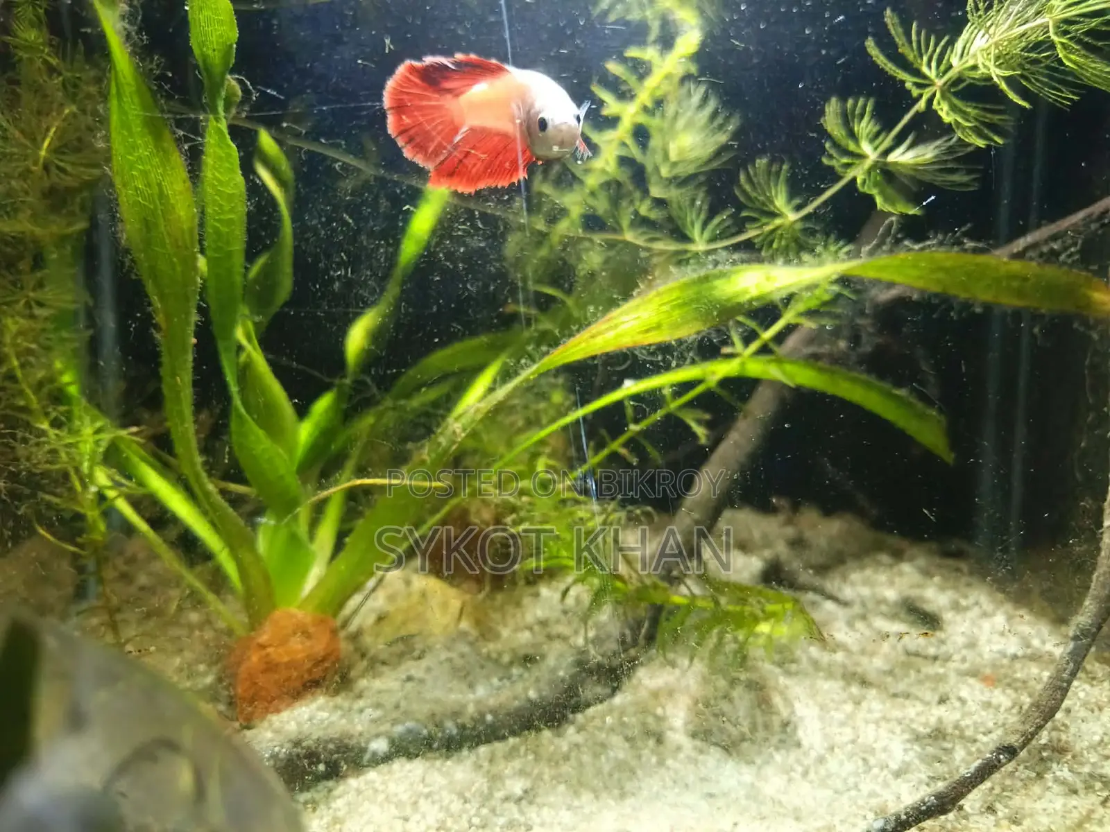 Betta Fish