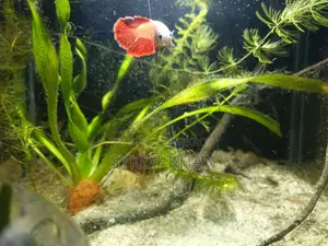 Betta Fish