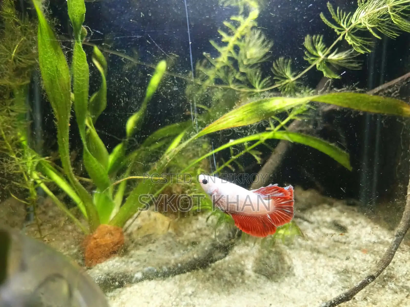 Betta Fish
