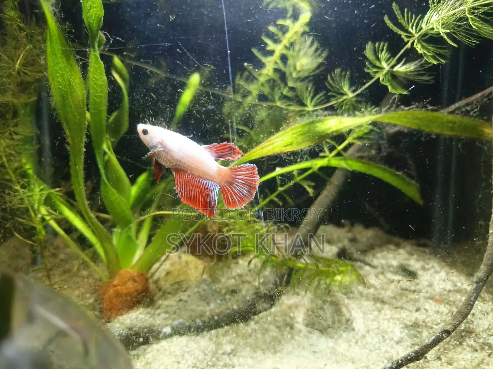 Betta Fish
