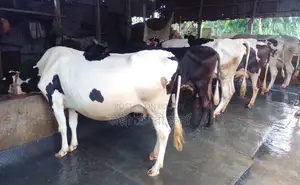 ১৬১৫নং বাছাইকৃত ৬টি গাভী গরু বিক্রয় হবে ।