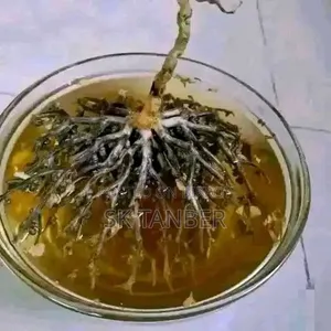 Mariam Flower | Moriom Full