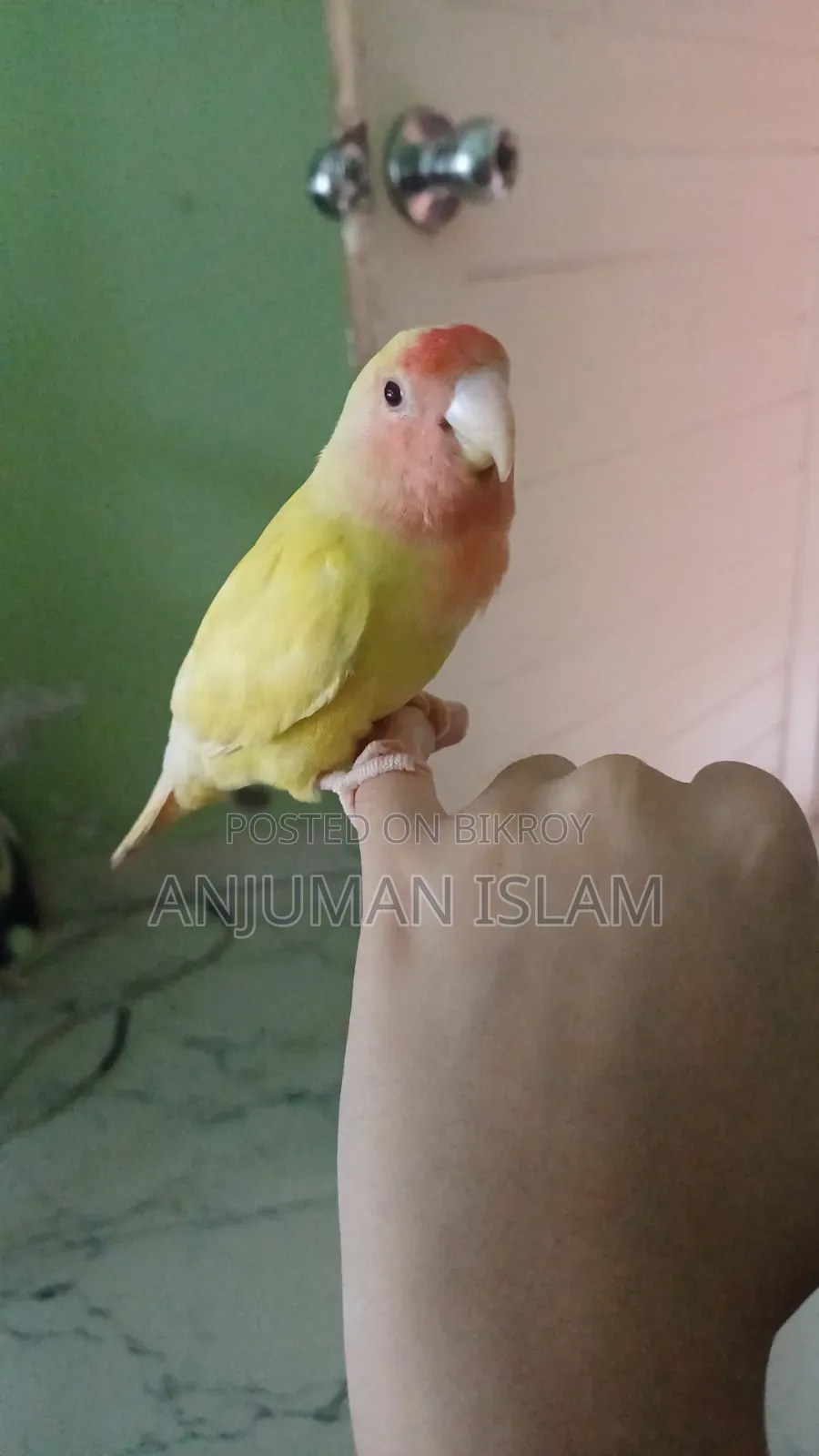 Love Bird, Yellow and Red