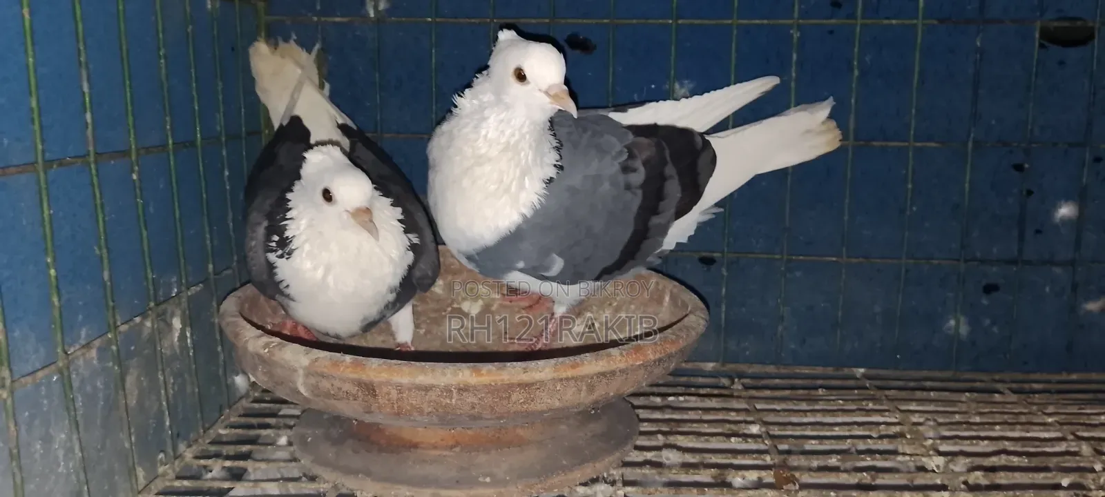 বিক্রি হবে