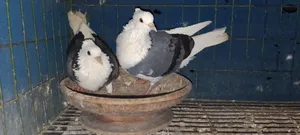 বিক্রি হবে
