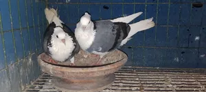 বিক্রি হবে