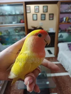 Love Bird, Yellow and Red