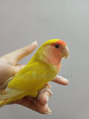 Love Bird, Yellow and Red