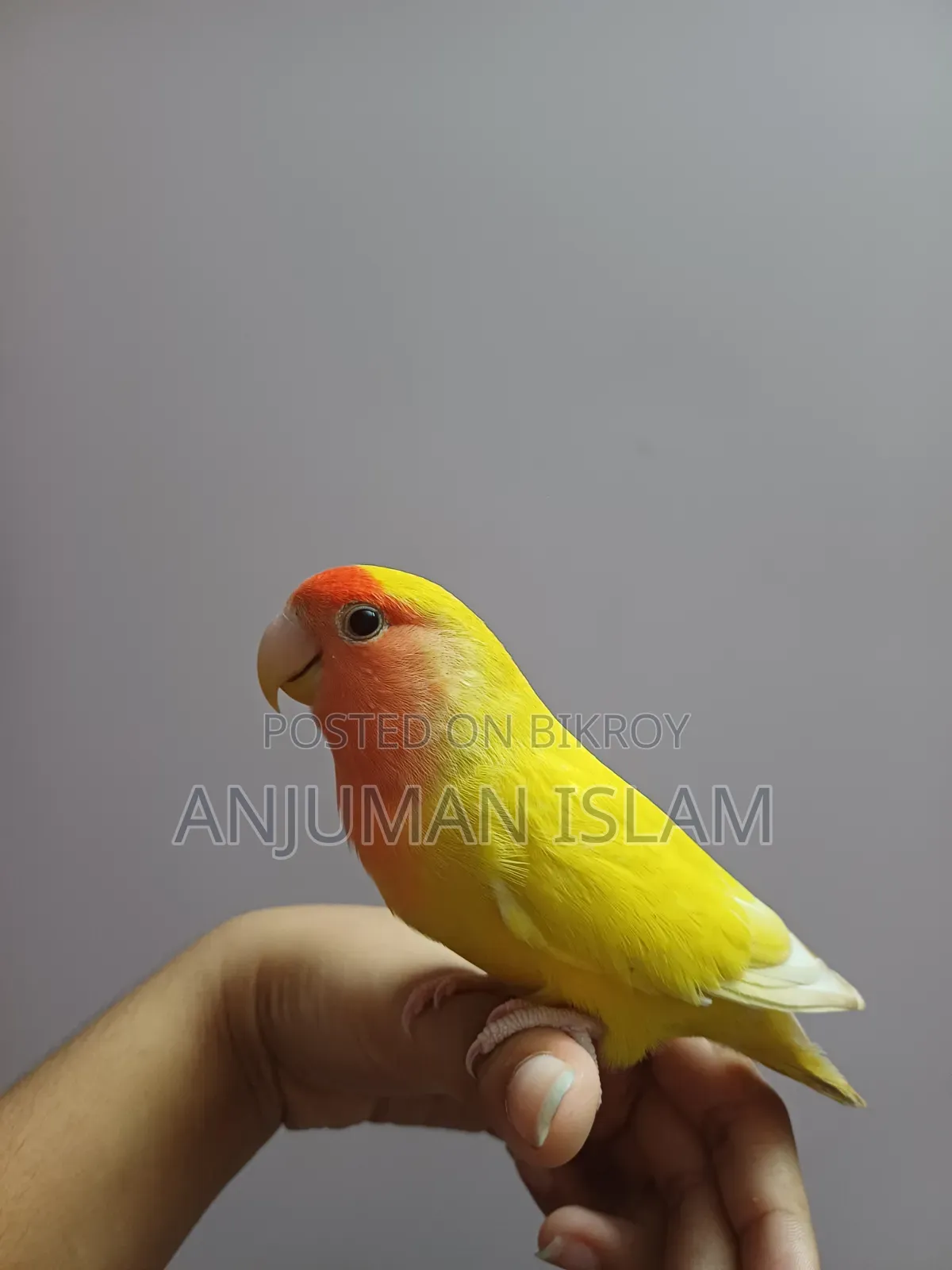 Love Bird, Yellow and Red