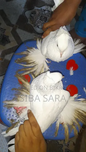 ইন্ডিয়ান লোটন কবুতর,নরমাদি কনফার্ম, বয়স ১০ পর কমপ্লিট, হাই কোয়ালিটি