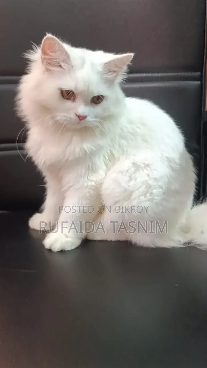 3-6 Months Male Purebred Persian