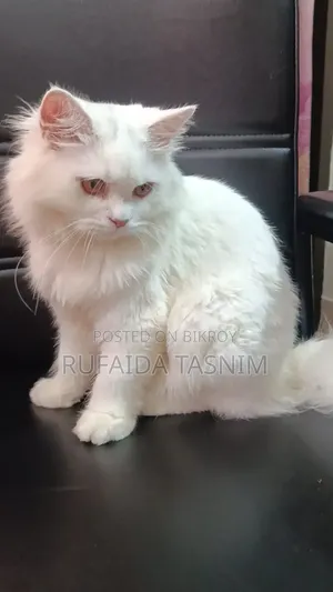 3-6 Months Male Purebred Persian