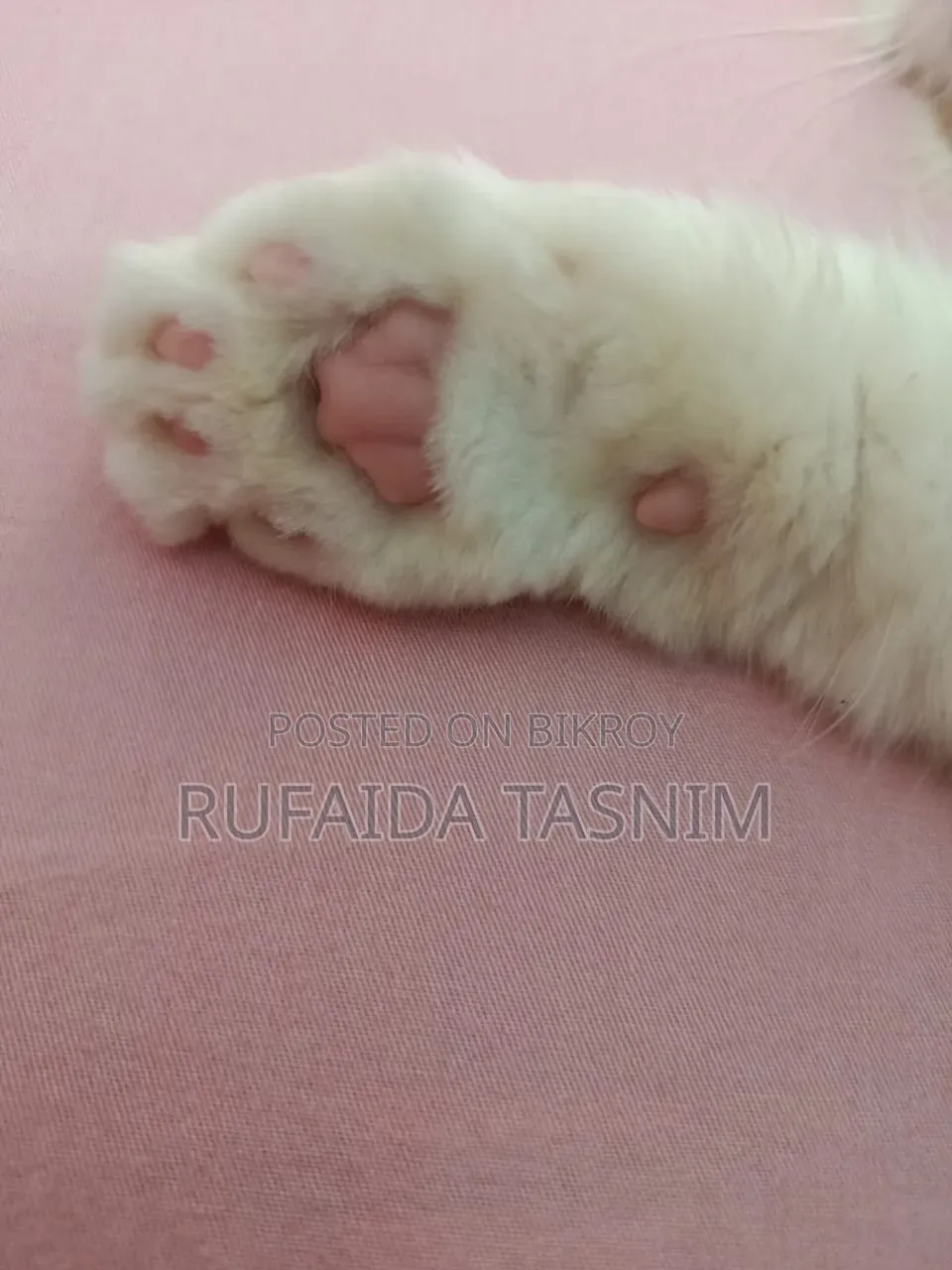 3-6 Months Male Purebred Persian