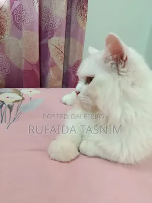 3-6 Months Male Purebred Persian