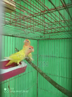 Love Birds 1 Jora Bikre Hobe