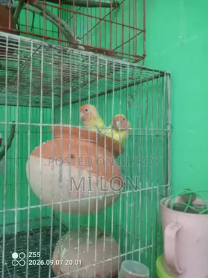 Love Birds 1 Jora Bikre Hobe