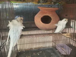White Japanese Baazigar Bird