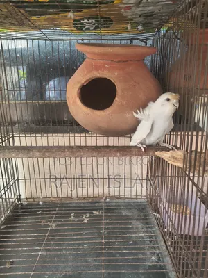 White Japanese Baazigar Bird