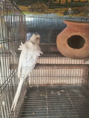 White Japanese Baazigar Bird