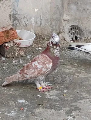 Raj Golla Nor Kobutor