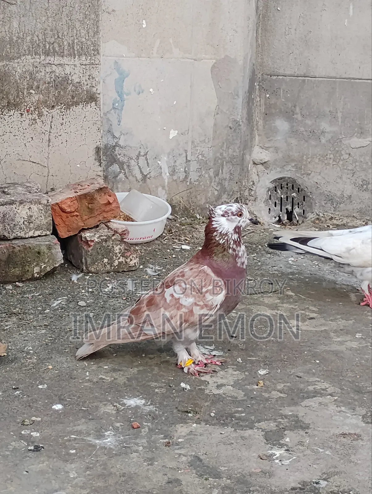 Raj Golla Nor Kobutor
