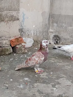 Raj Golla Nor Kobutor