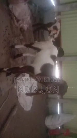 তোতা পড়ি ছাগি জোরা