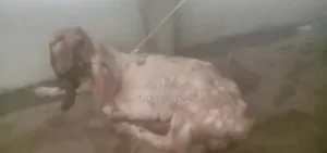তোতা পড়ি ছাগি জোরা