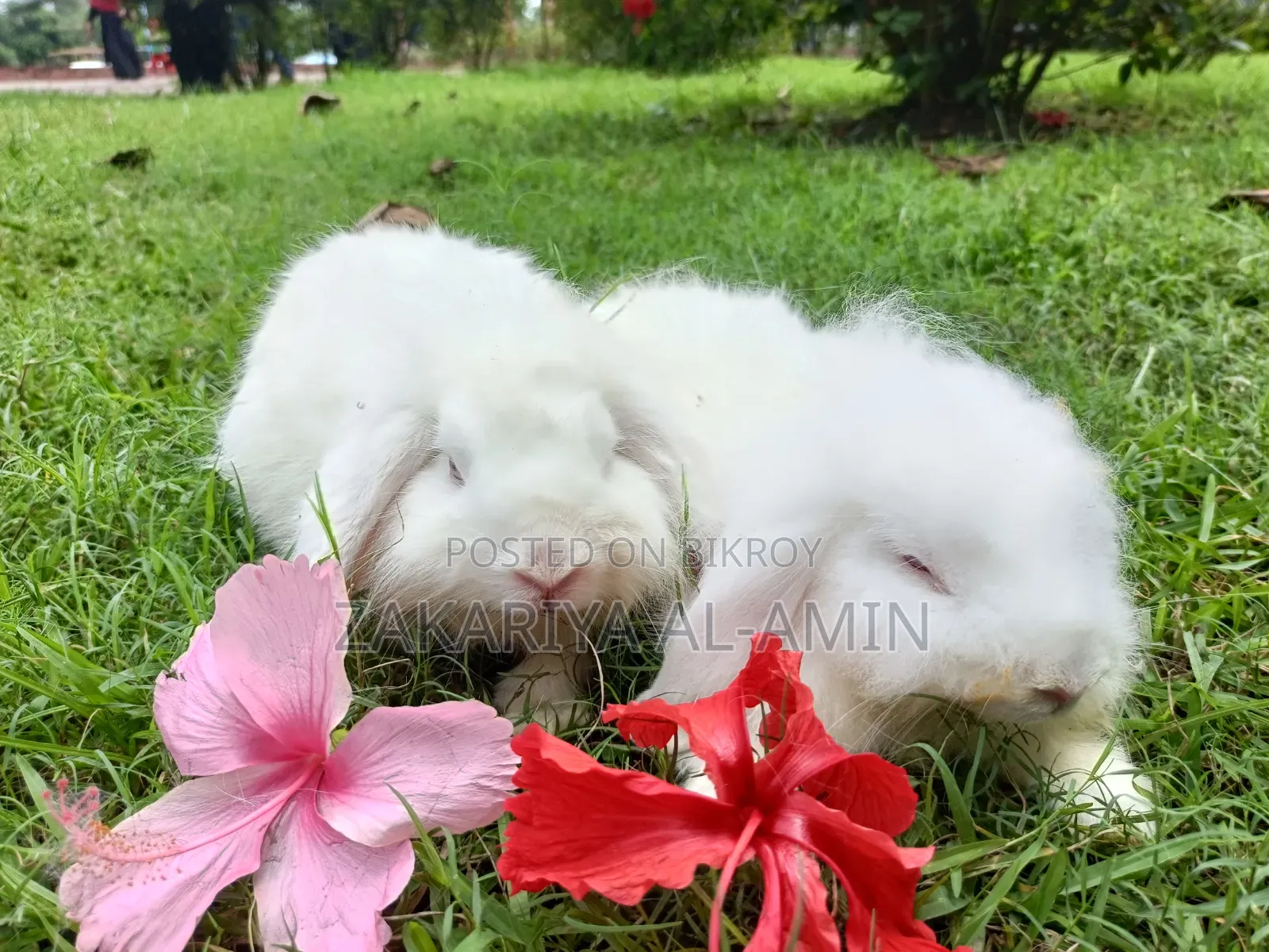 Foreign Breed Pure Lion Lop