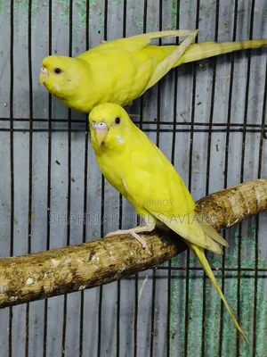 লোটিনো বাজরিগার পাখি