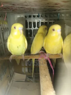 লোটেনো বেবী বিক্রি হবে