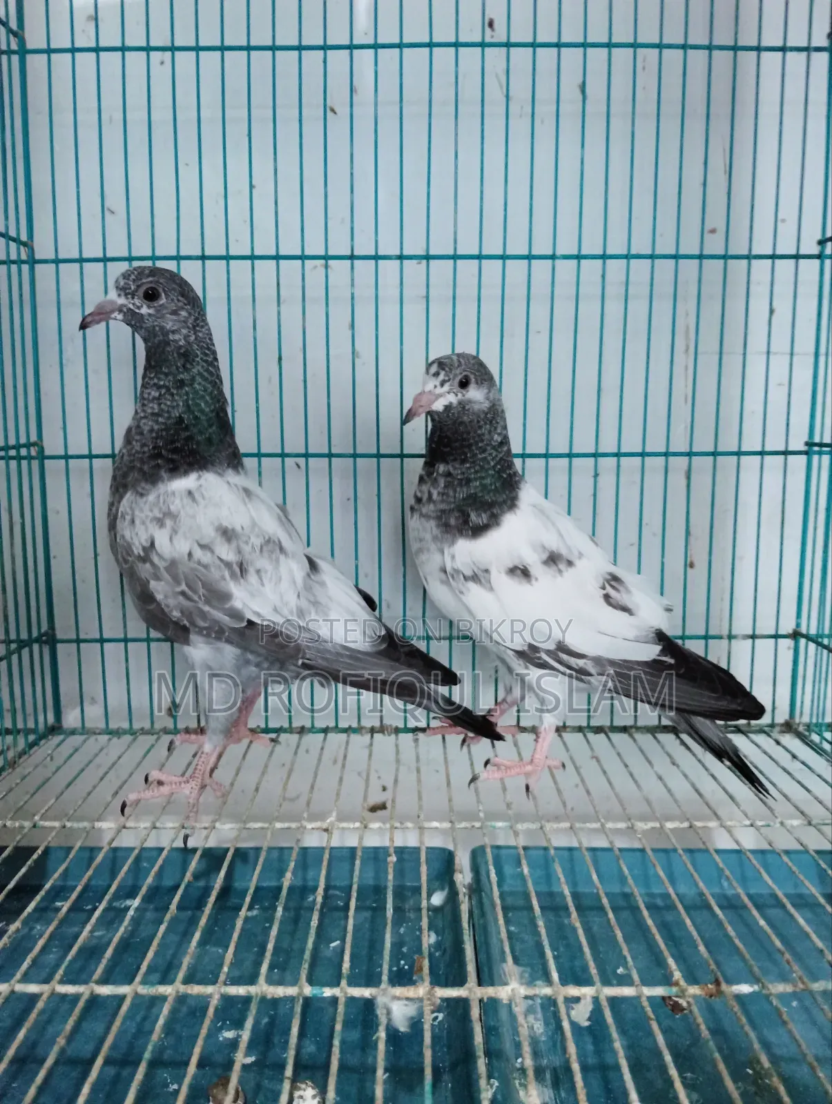 Teddy Pigeon Tadi