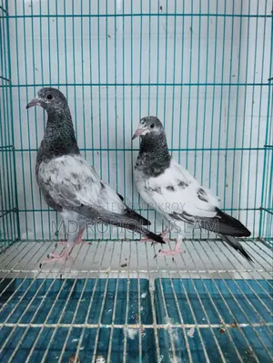 Teddy Pigeon Tadi