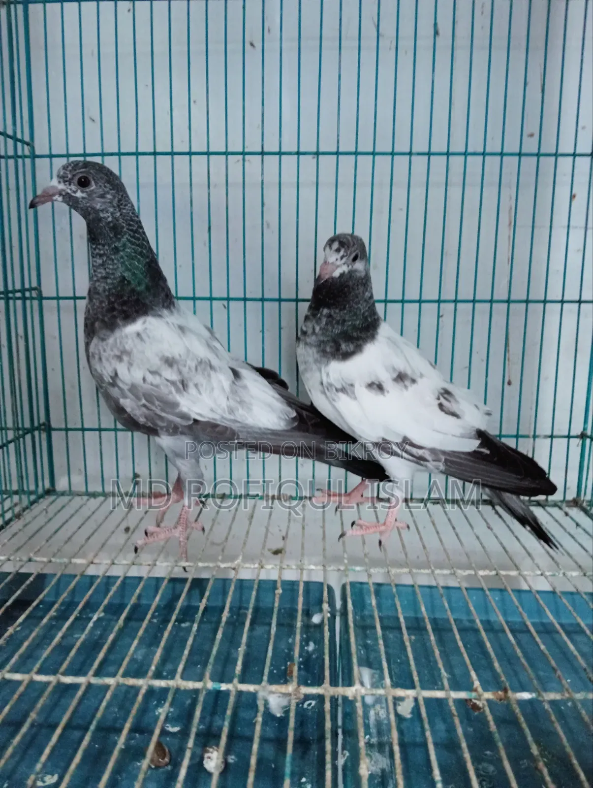 Teddy Pigeon Tadi
