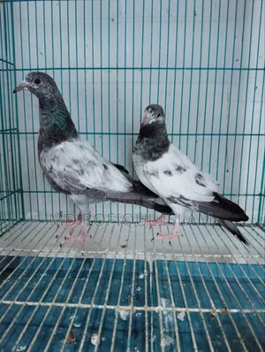 Teddy Pigeon Tadi