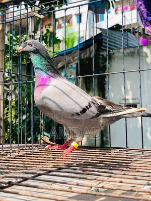 Racer pigeons for sale. Alhamdulillah, good quality and healthy and strong.