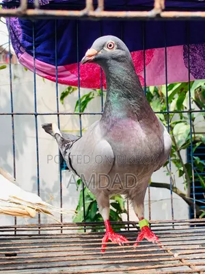 Racer pigeons for sale. Alhamdulillah, good quality and healthy and strong.