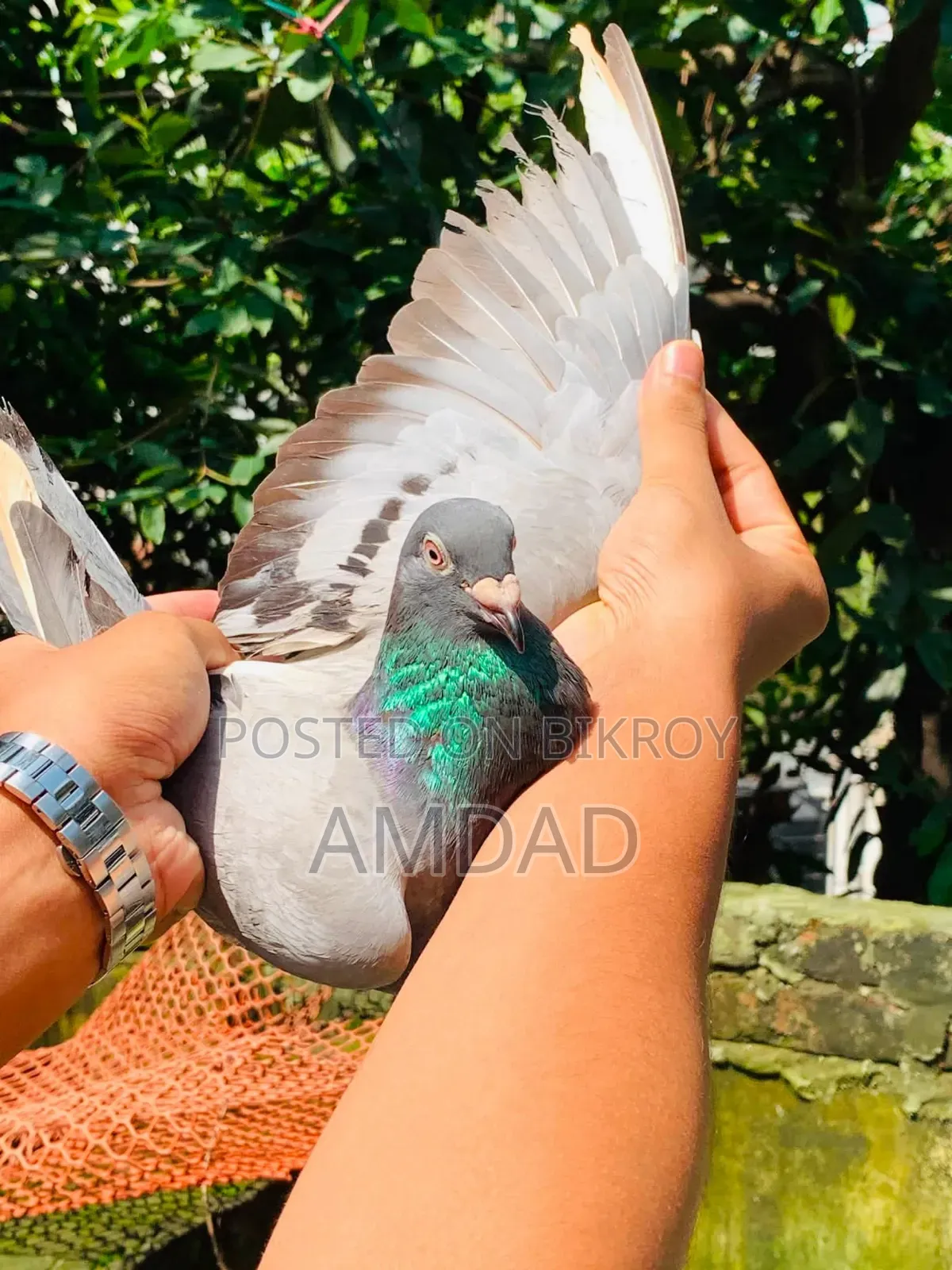 Racer pigeons for sale. Alhamdulillah, good quality and healthy and strong.